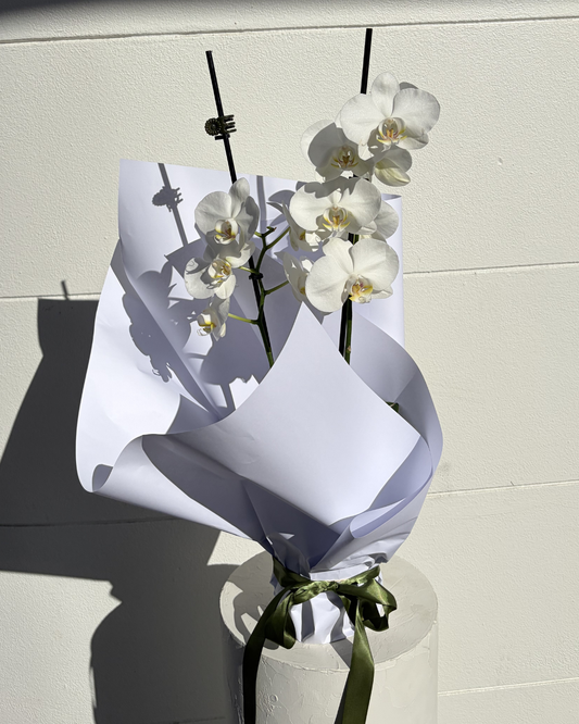 Phaelanopsis orchid