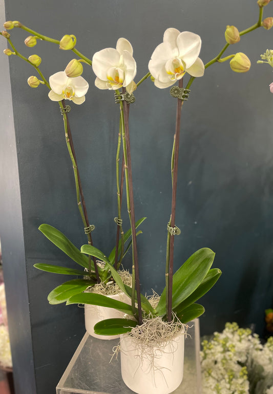 Phaelanopsis orchid